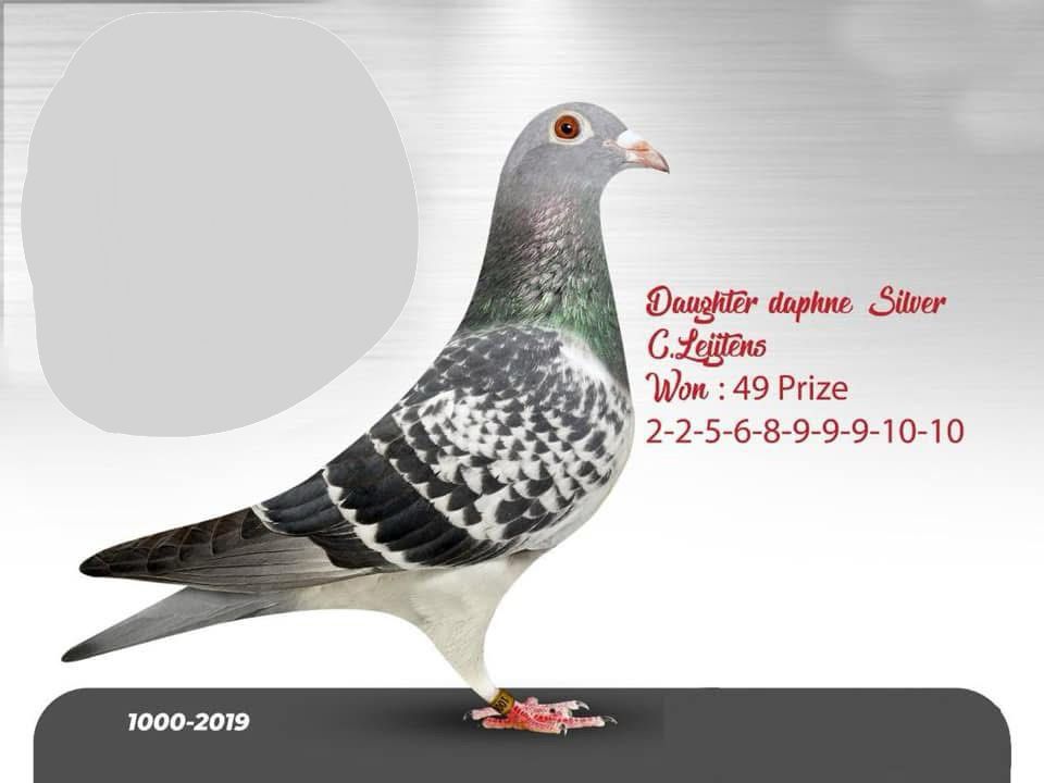 EGY 19-1000