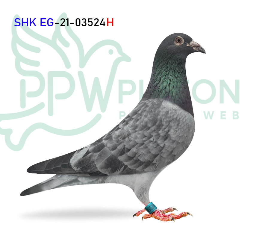 EG 21-03524